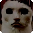 猫猫惊魂